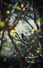 bird on a branch