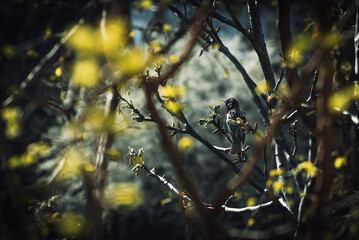Bird on tree