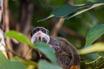 Kaiserschnurrbarttamarin