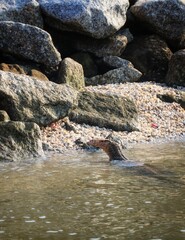 giant asian lizard at ricky beach