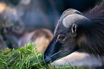 Himalaya-Tahr am Fressen