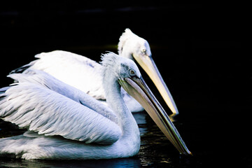 Fototapeta na wymiar Zwei Pelikane im Wasser
