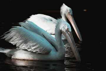 Zwei Pelikane im Wasser