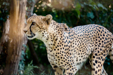 Gepard © Vanell