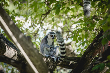 Lemur im Baum
