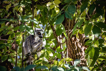 Lemur im Baum