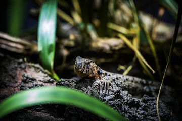 Naklejka premium Chinesische Krokoldilschwanzechse