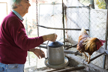 Senior Adult Man Feeding and taking care of chickens and a rooster in domestic poultry © Fotopogledi
