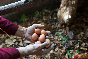 Domestic eggs in farmers hands close up on Organic Farm