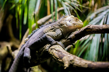 Kleiner Antillen-Leguan