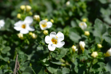 Ornamental bacopa