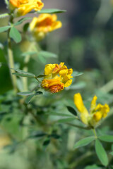 Austrian clustered broom