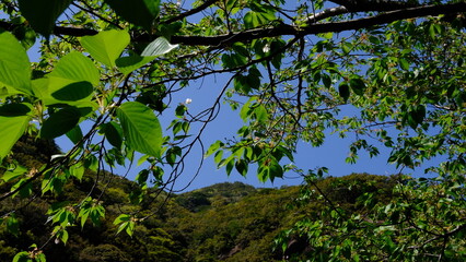森