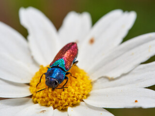 A jewel beetle on a flower. Anthaxia croesus.