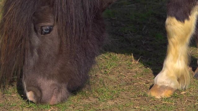 Shetland pony grazing in a field. Close up with zoom,