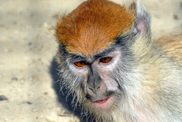 Portrait of the little monkey Patas The Ore