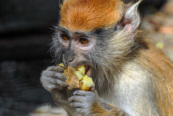 Portrait of the little monkey Patas The Ore
