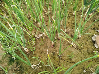 Green onion croping in the field organic food vegetable farming