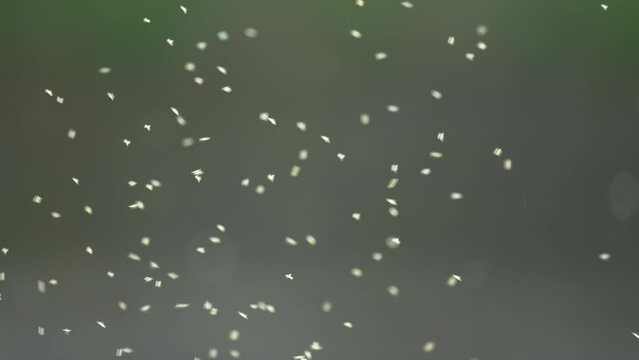 大量に飛ぶ虫