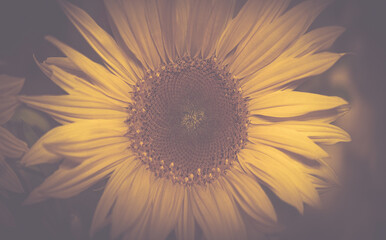 Sonnenblume im Licht Nahaufnahme hell dunkel