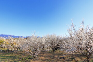 全盛期の梅林