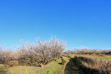 全盛期の梅林