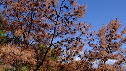 木