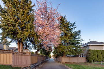 Alley in a residential neighborhood in the city suburbs. Cherry Blossom Tree. Surrey, Greater Vancouver, British Columbia, Canada. Spring Season Sunny Sunset.