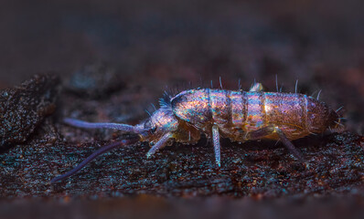 Slender springtail from Genus Tomocerus on wood, close up focus stacked macro photo