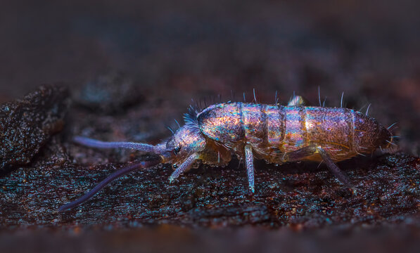 Slender Springtail From Genus Tomocerus On Wood, Close Up Focus Stacked Macro Photo