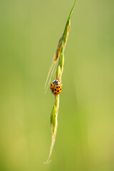 Multicolored Asian Lady Beetle - Harmonia axyridis, beautiful small colored lady beetle from Euroasian meadows and grasslands, Czech Republic.