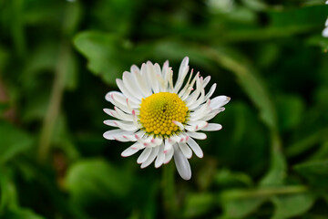 Fototapeta premium white daisy in the garden