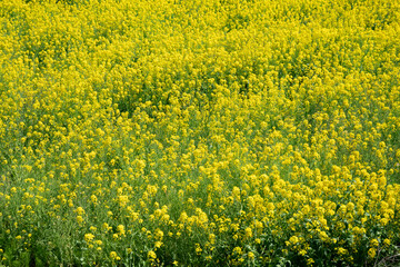 菜の花