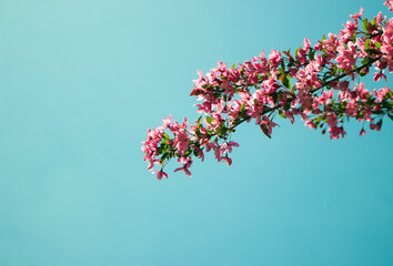Pink Flower with Blue Sky