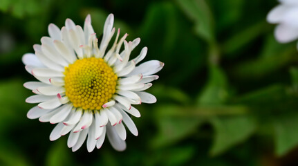 Fototapeta premium close up of daisy