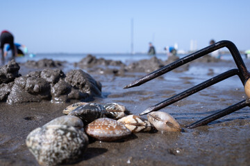 浜, 海, 自然, あばたのある, 水, 岩, アップ, 白, 貝, アサリ, 波, 漁, レジャー