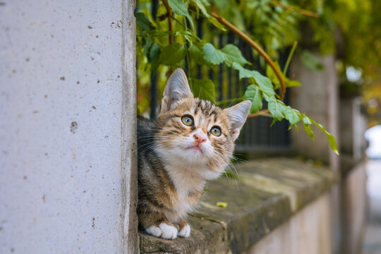 Stray kitten portrait. A cute kitten in the street looking to the sky