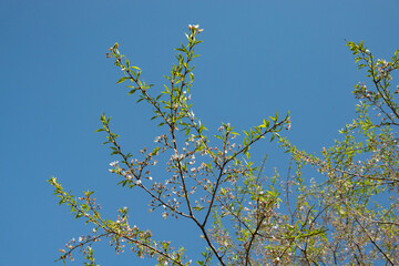 青い空と桜の若葉