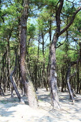 松の木が生い茂る林