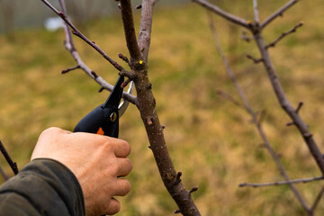 man pruning apple trees in the garden with selective focus