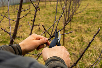man pruning apple trees in the garden with selective focus