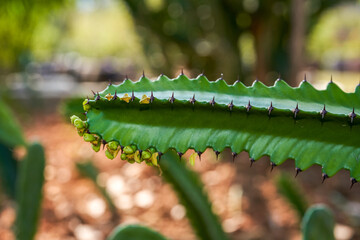 Naklejka premium Close-up of cactus grown outdoors