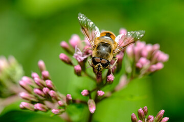 Macro photo bug © Tomasz