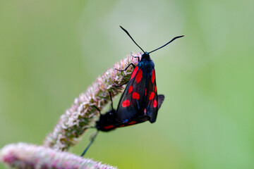 Macro photo bug © Tomasz