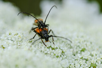 Macro photo bug © Tomasz