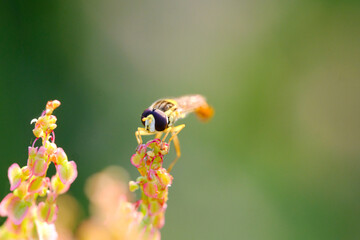 Macro photo bug © Tomasz
