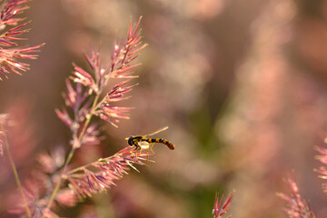 Macro photo bug © Tomasz