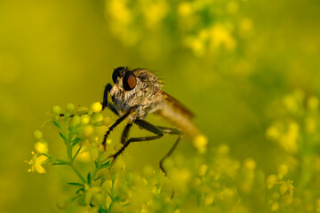 Macro photo bug © Tomasz