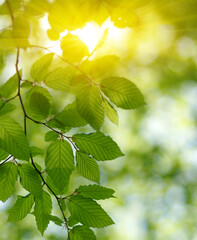 Fototapeta na wymiar Green leaves plants on sun in nature