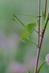 Macro photo bug